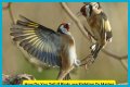 Are birds fighting or mating?