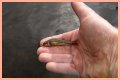 How long will minnows stay alive?