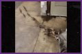 Rats Run Out From Under Homeless Person's Blanket on NYC Subway Platform